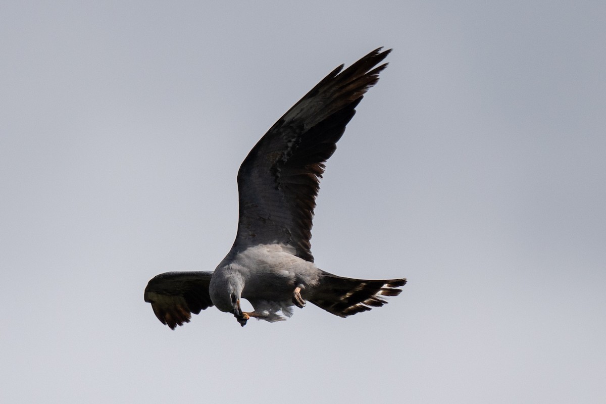 Mississippi Kite - ML640118095