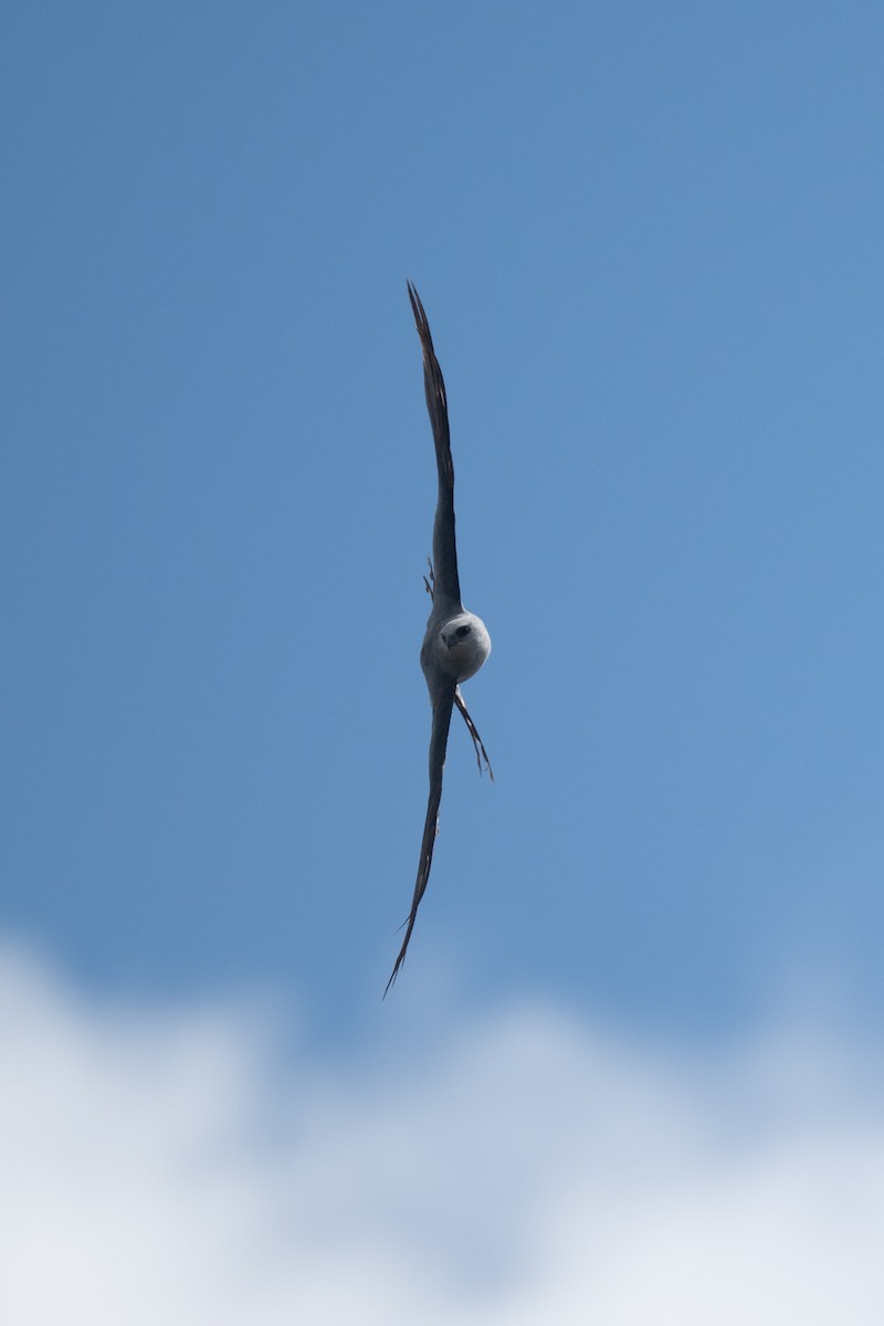 Mississippi Kite - ML640118096
