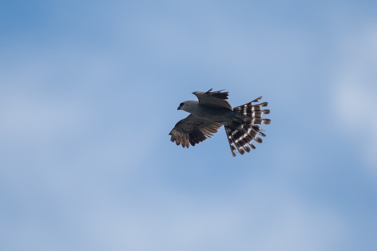 Mississippi Kite - ML640118097
