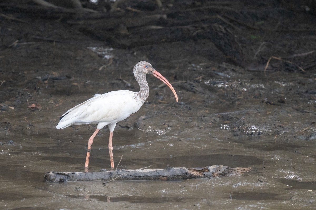 White Ibis - ML640118110