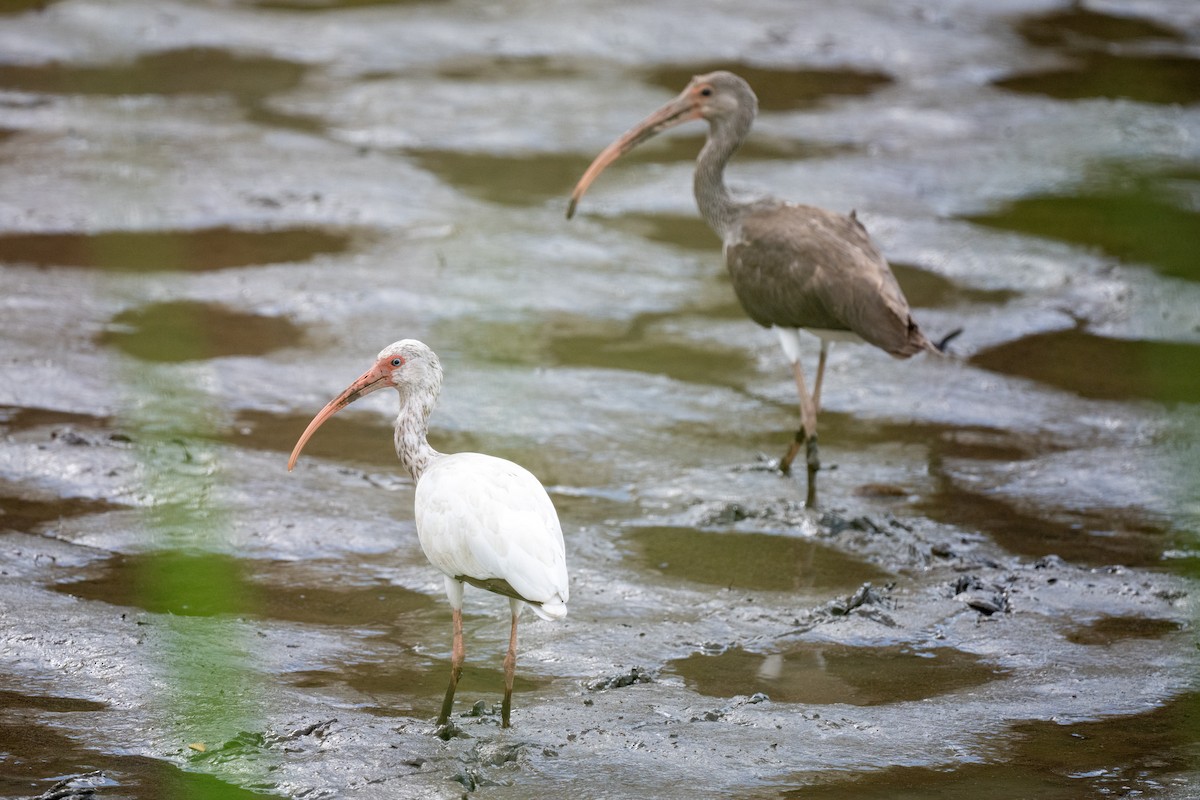 White Ibis - ML640118111