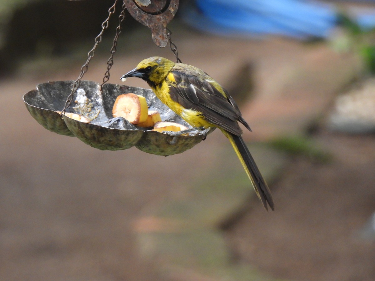 Black-vented Oriole - ML640118113