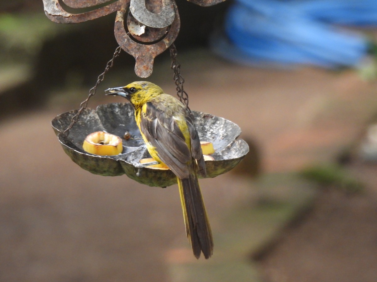 Black-vented Oriole - ML640118114