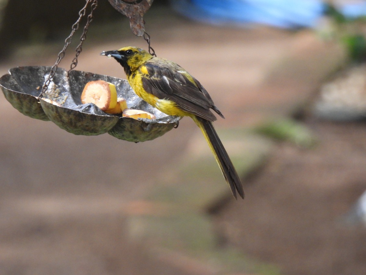 Black-vented Oriole - ML640118116