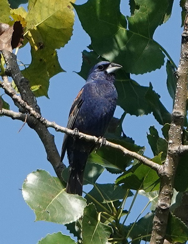 Blue Grosbeak - ML640118117