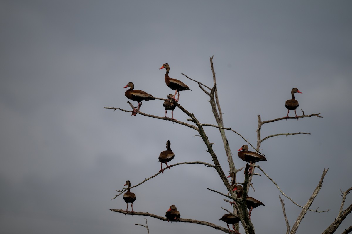 Black-bellied Whistling-Duck - ML640118119