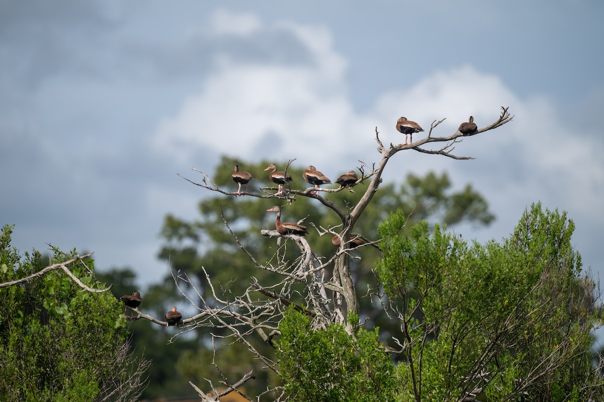 Black-bellied Whistling-Duck - ML640118120