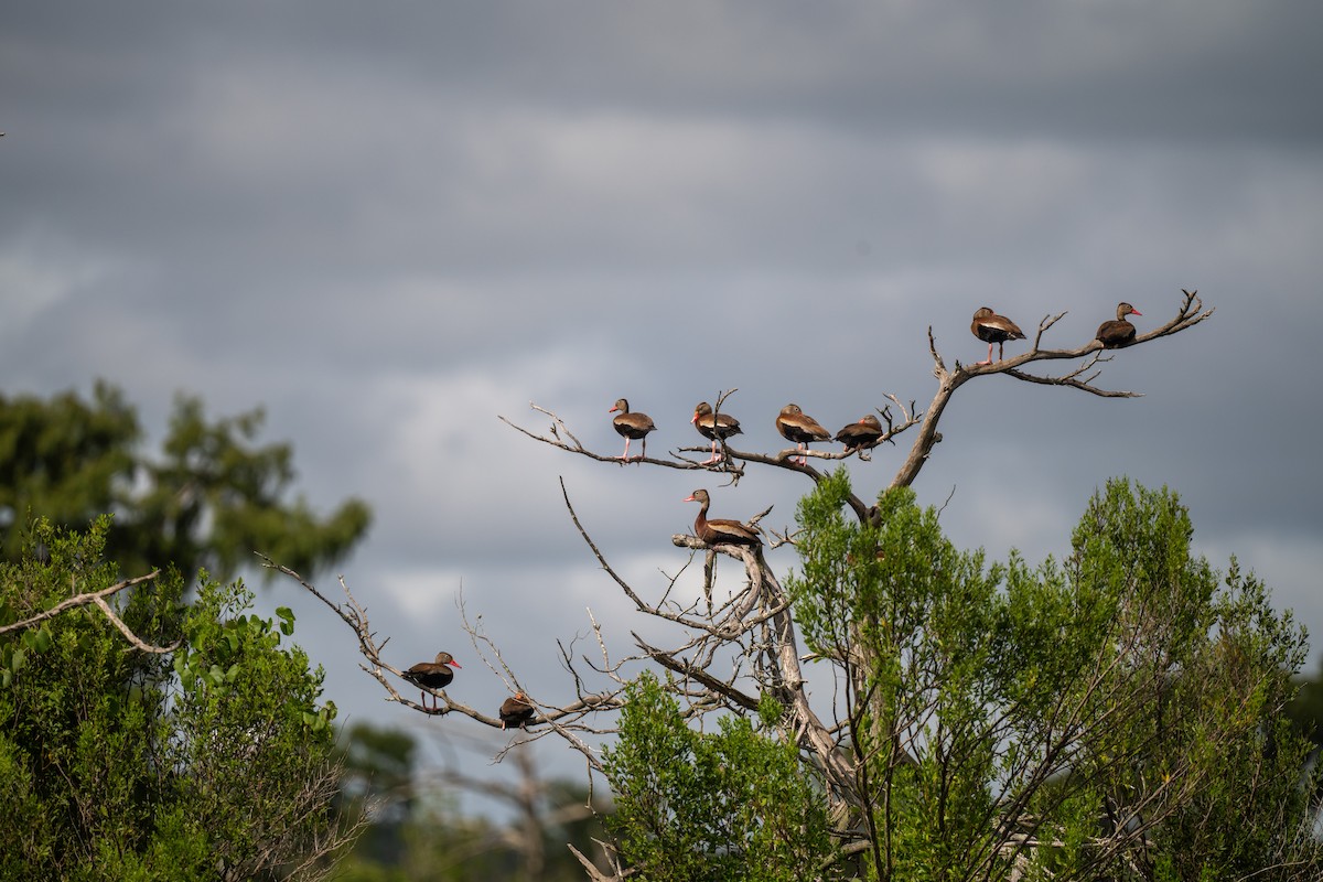 Black-bellied Whistling-Duck - ML640118121