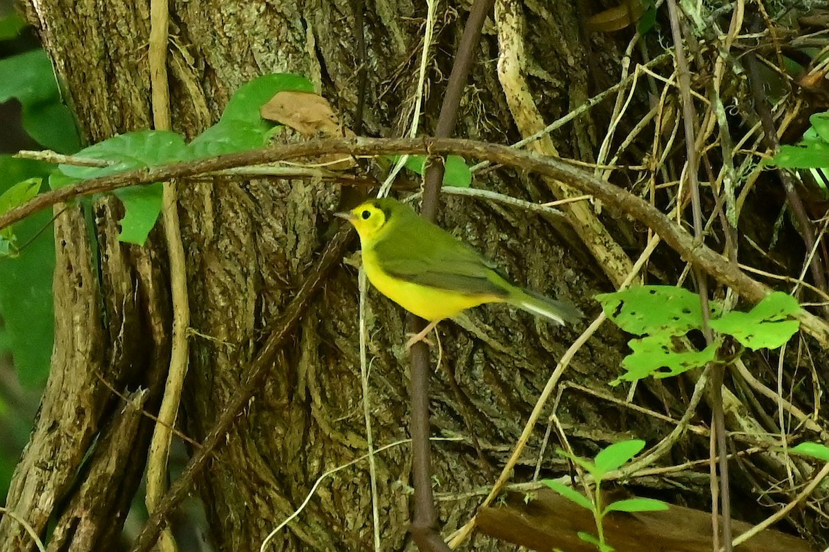 lesňáček kápový - ML640118129