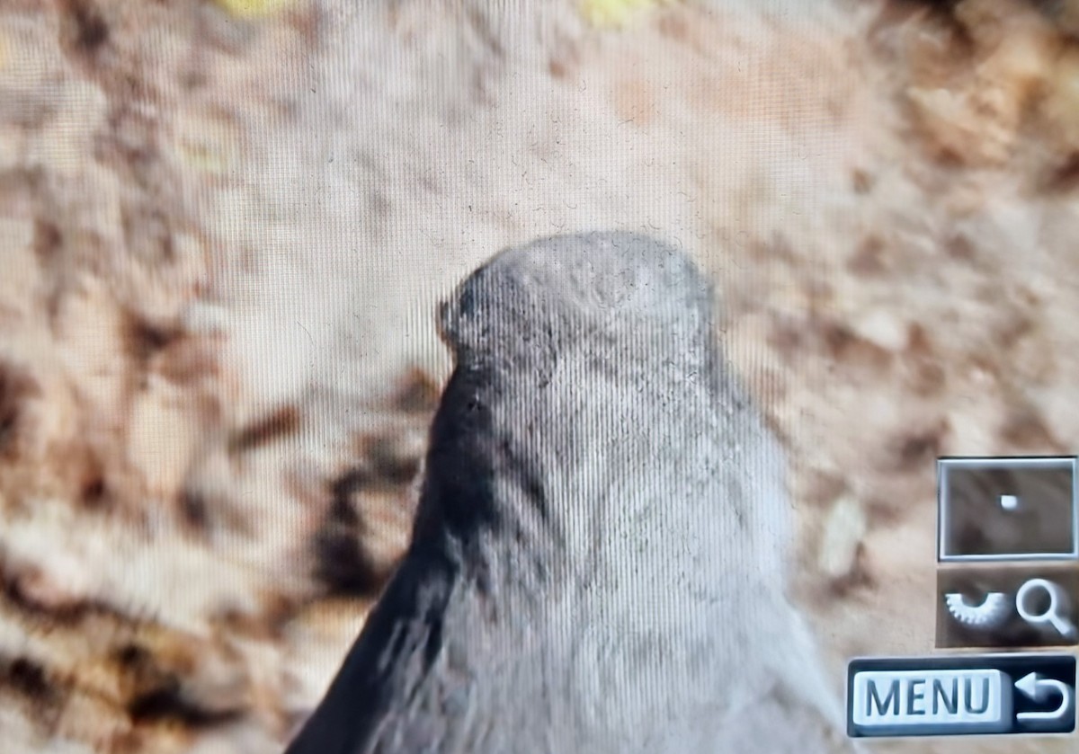 Cinereous Ground-Tyrant - ML640118130