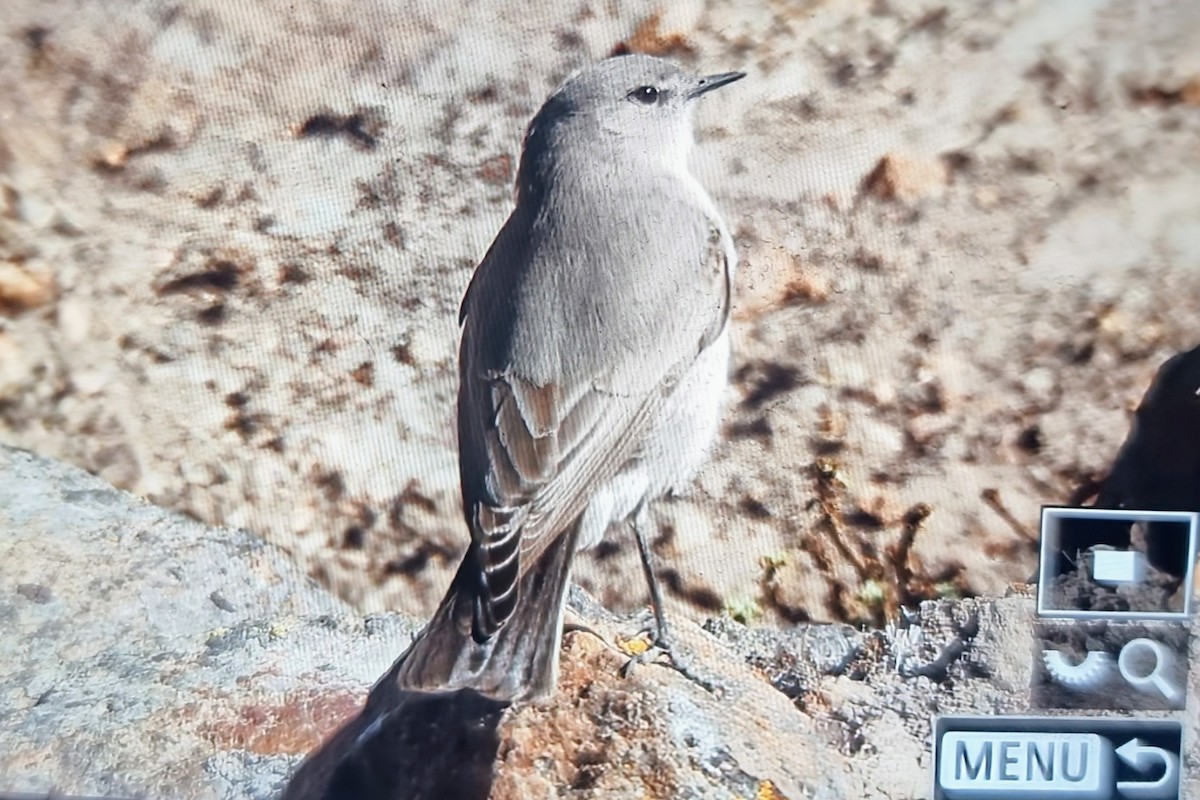 Cinereous Ground-Tyrant - ML640118131