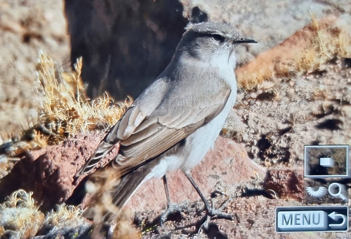 Cinereous Ground-Tyrant - ML640118132