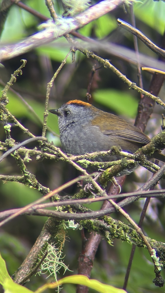 Wrenthrush - ML640118151