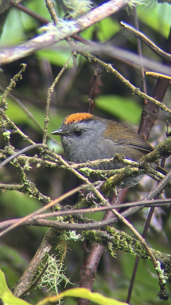 Wrenthrush - ML640118152