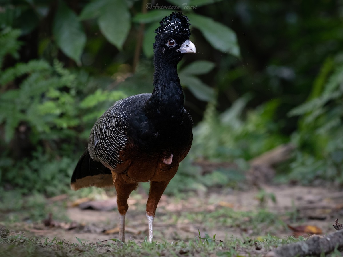 Blue-billed Curassow - ML640118156