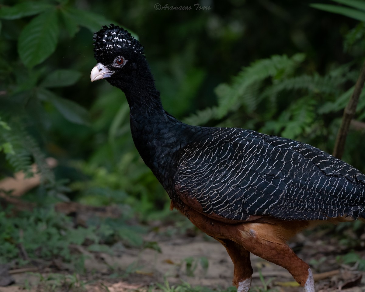 Blue-billed Curassow - ML640118157