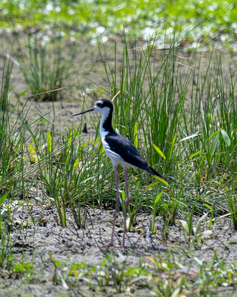 Black-necked Stilt - ML640118181