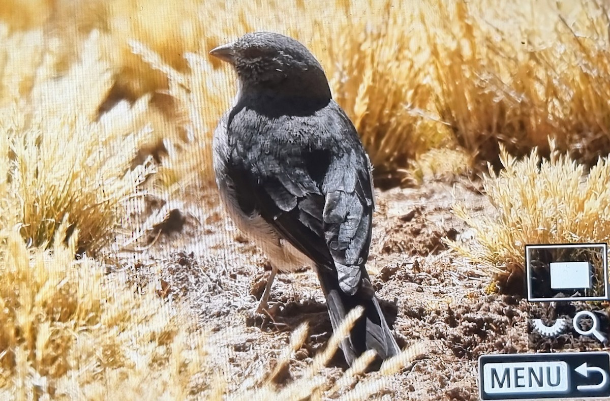 ノドジロヤマシトド - ML640118185