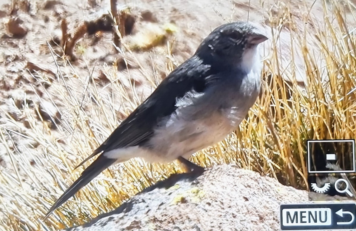 ノドジロヤマシトド - ML640118186