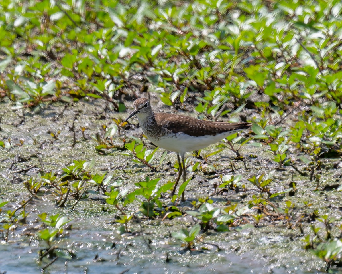 Solitary Sandpiper - ML640118187