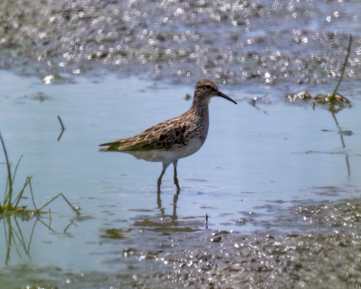 Орог элсэг - ML640118195