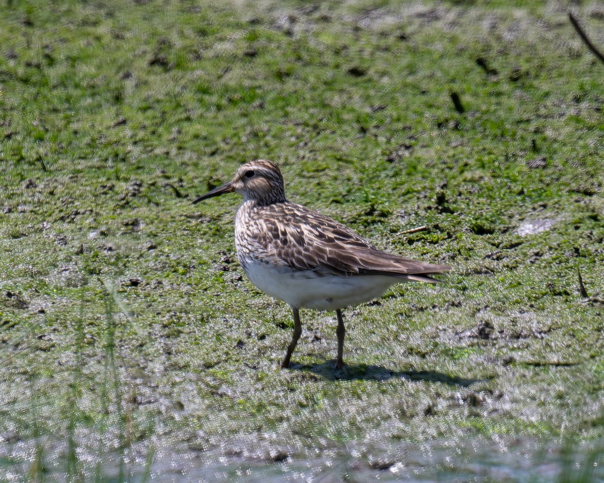 Орог элсэг - ML640118196