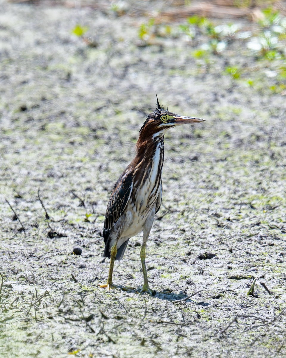 Green Heron - ML640118200