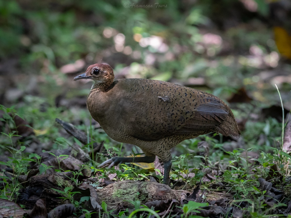 Great Tinamou - ML640118220
