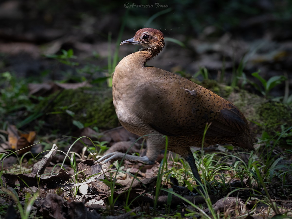 Great Tinamou - ML640118221
