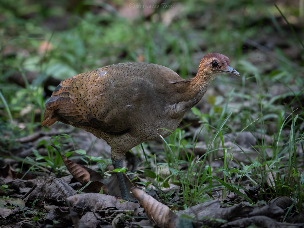 Great Tinamou - ML640118222