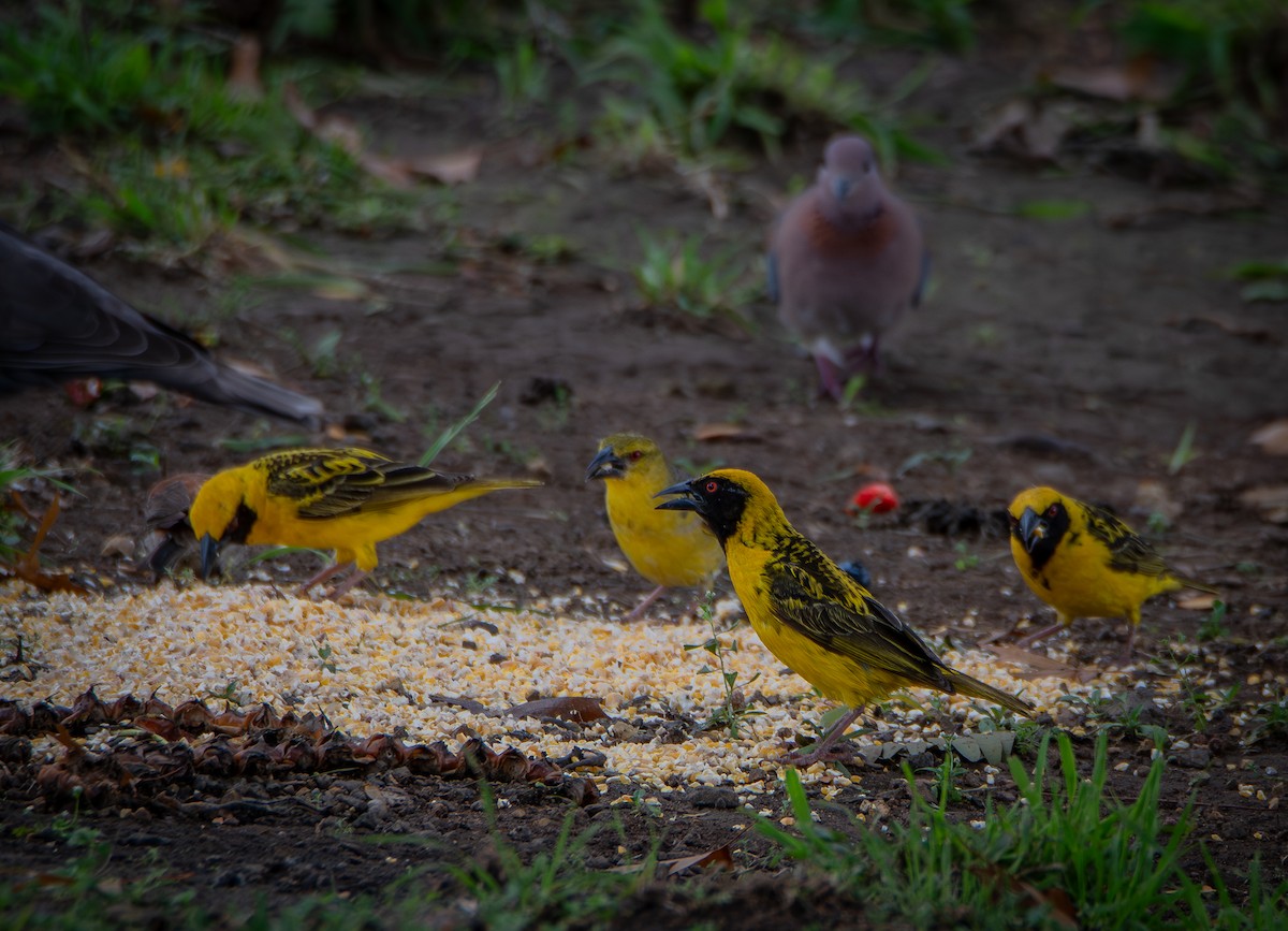 Southern Masked-Weaver - ML640118356
