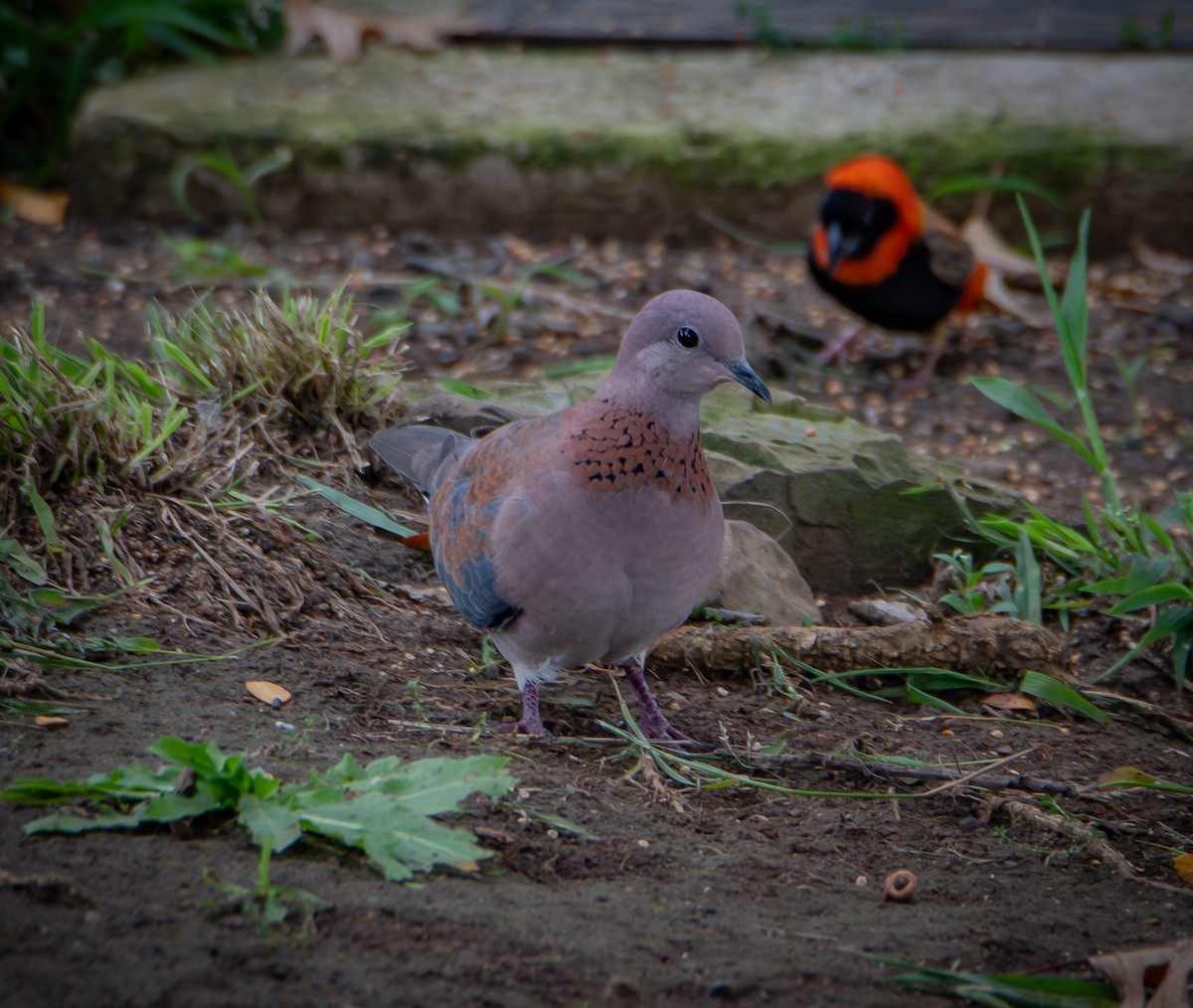 Laughing Dove - ML640118357