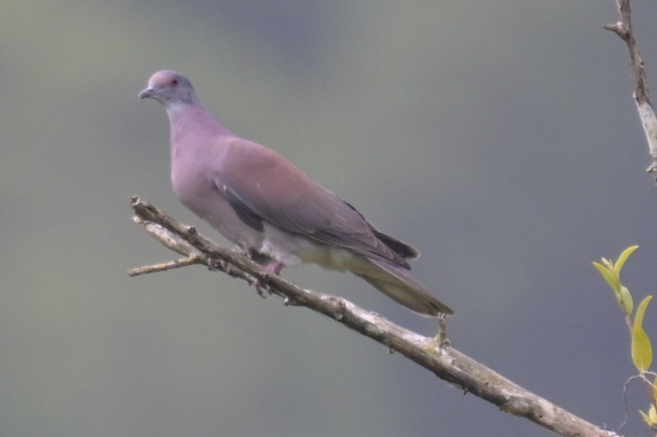 Pale-vented Pigeon - ML640118360