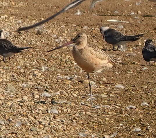 Marbled Godwit - ML640118375