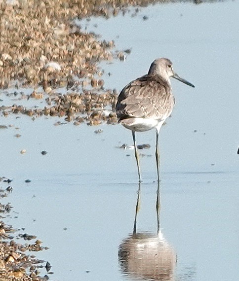 Willet - ML640118400