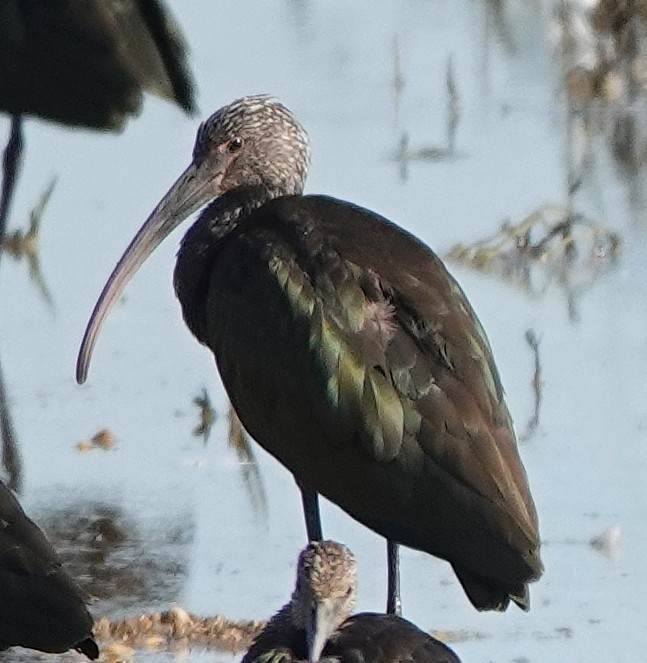 Glossy/White-faced Ibis - ML640118458