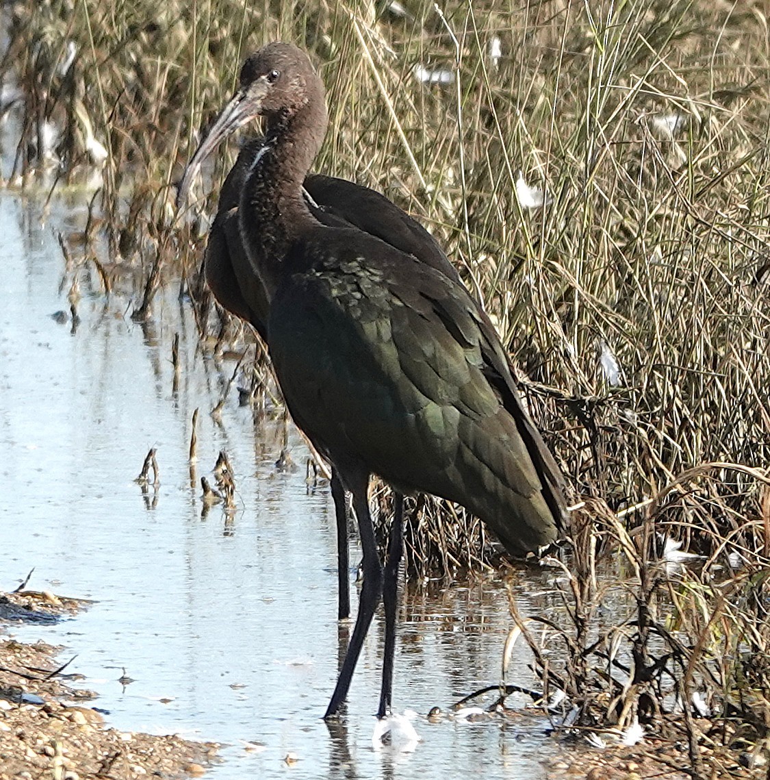 Glossy/White-faced Ibis - ML640118461