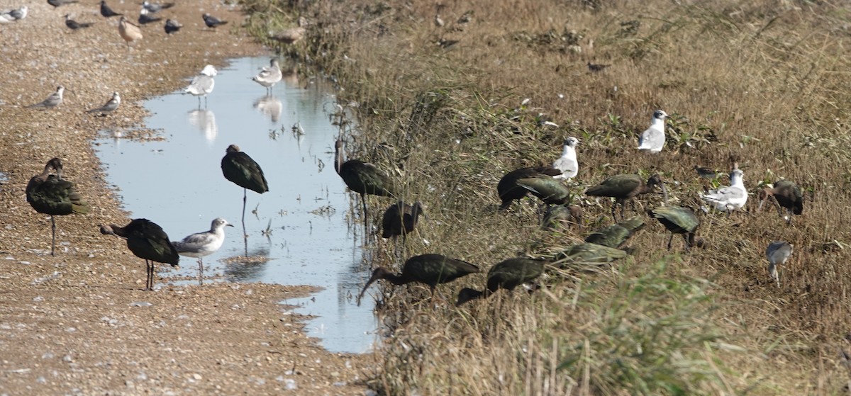 Glossy/White-faced Ibis - ML640118472