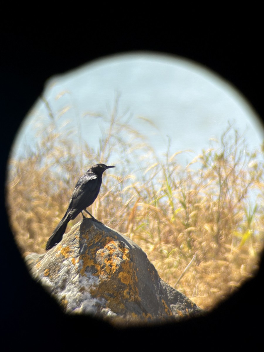 storhaletrupial - ML640118525