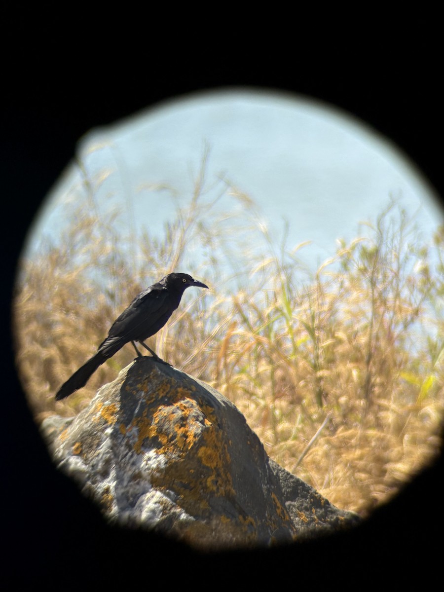 storhaletrupial - ML640118526