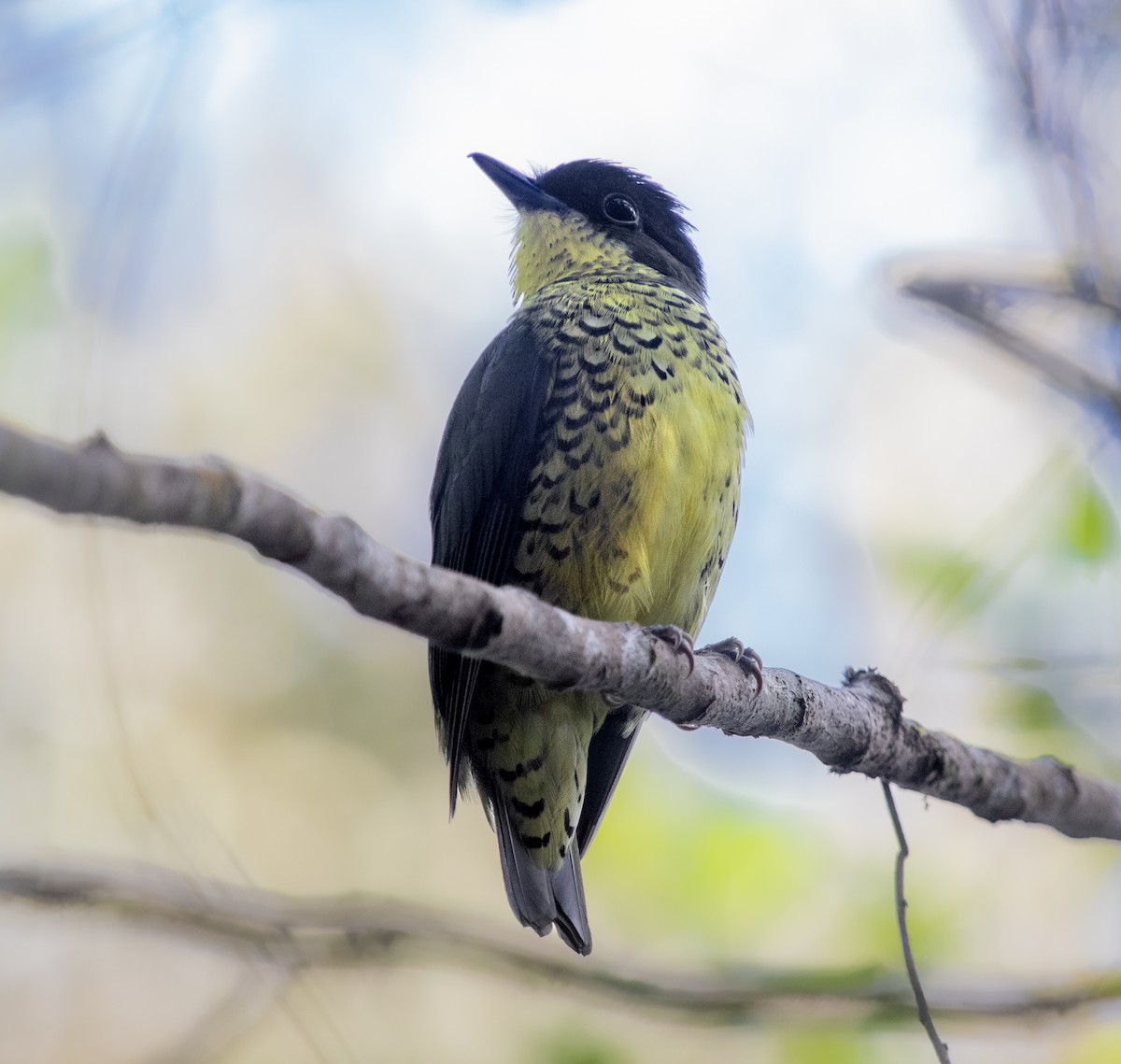 Brazilian Laniisoma - ML640118545