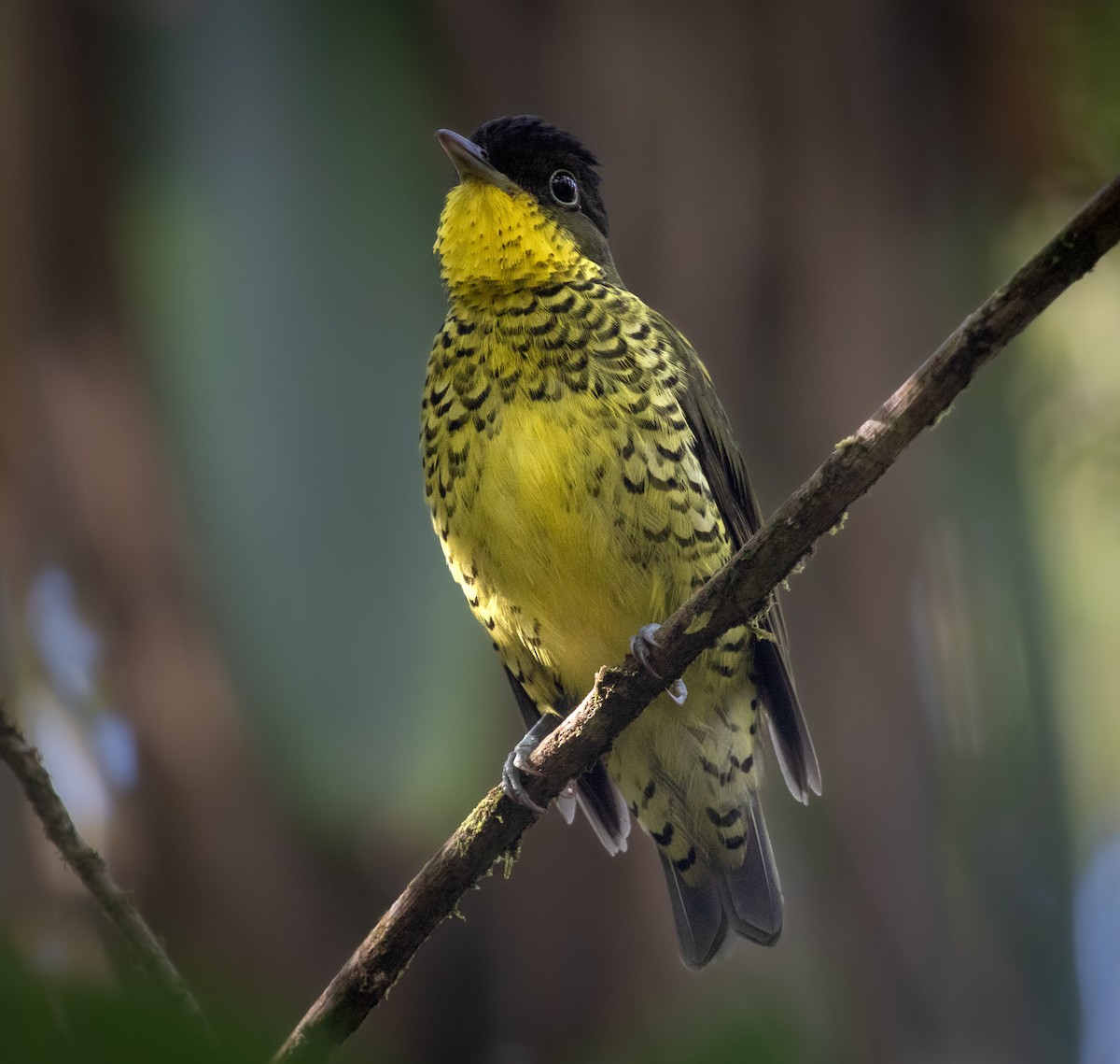 Brazilian Laniisoma - ML640118546