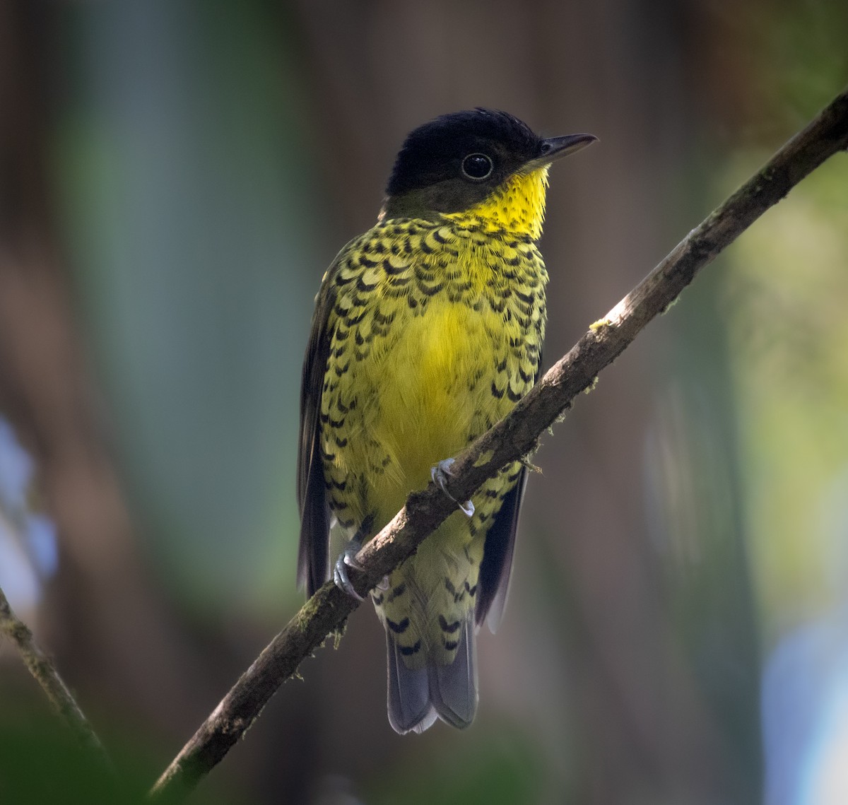 Brazilian Laniisoma - ML640118547