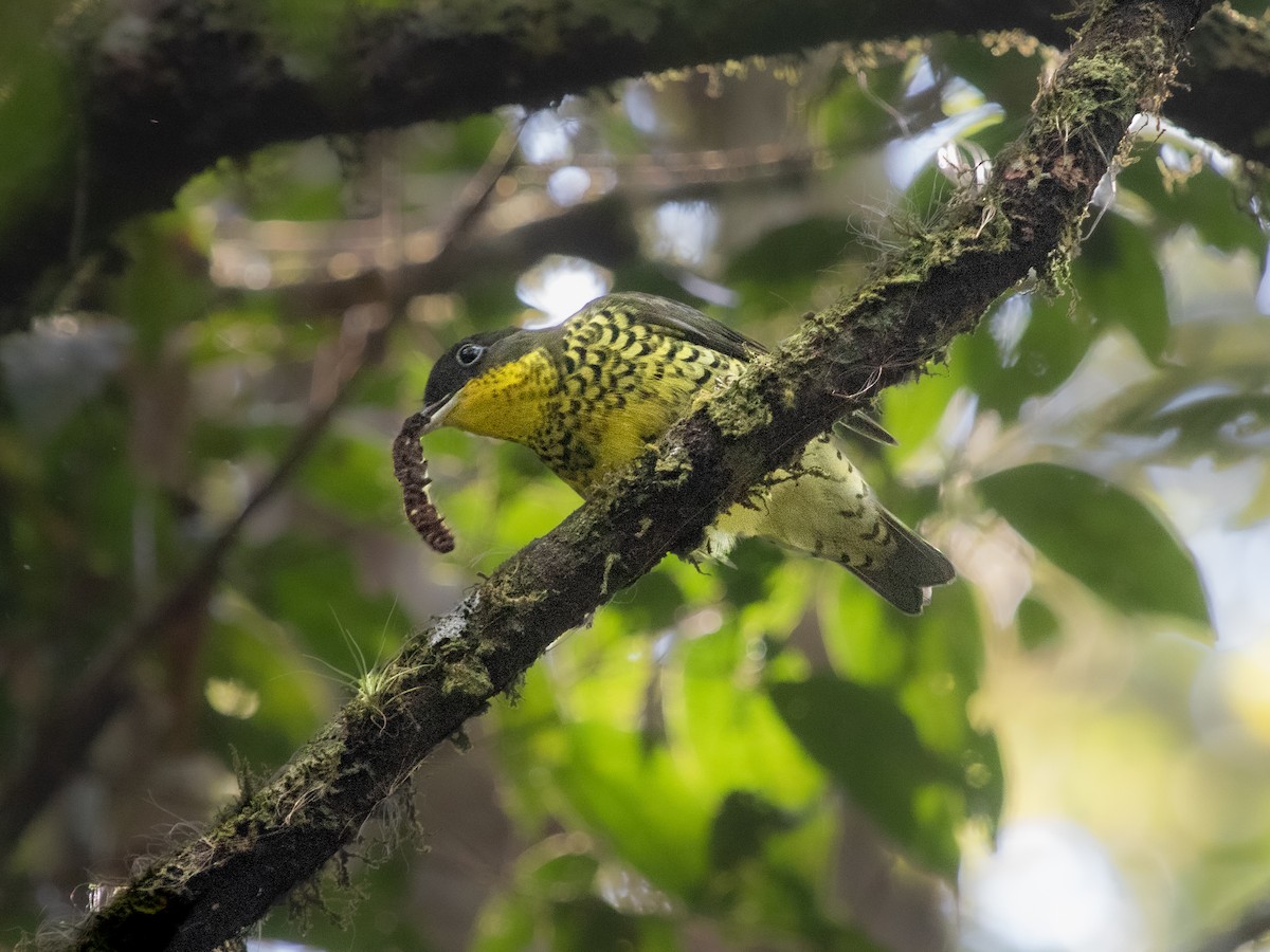 Brazilian Laniisoma - ML640118548