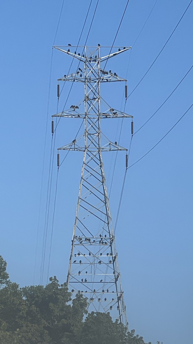 Black Vulture - ML640118582