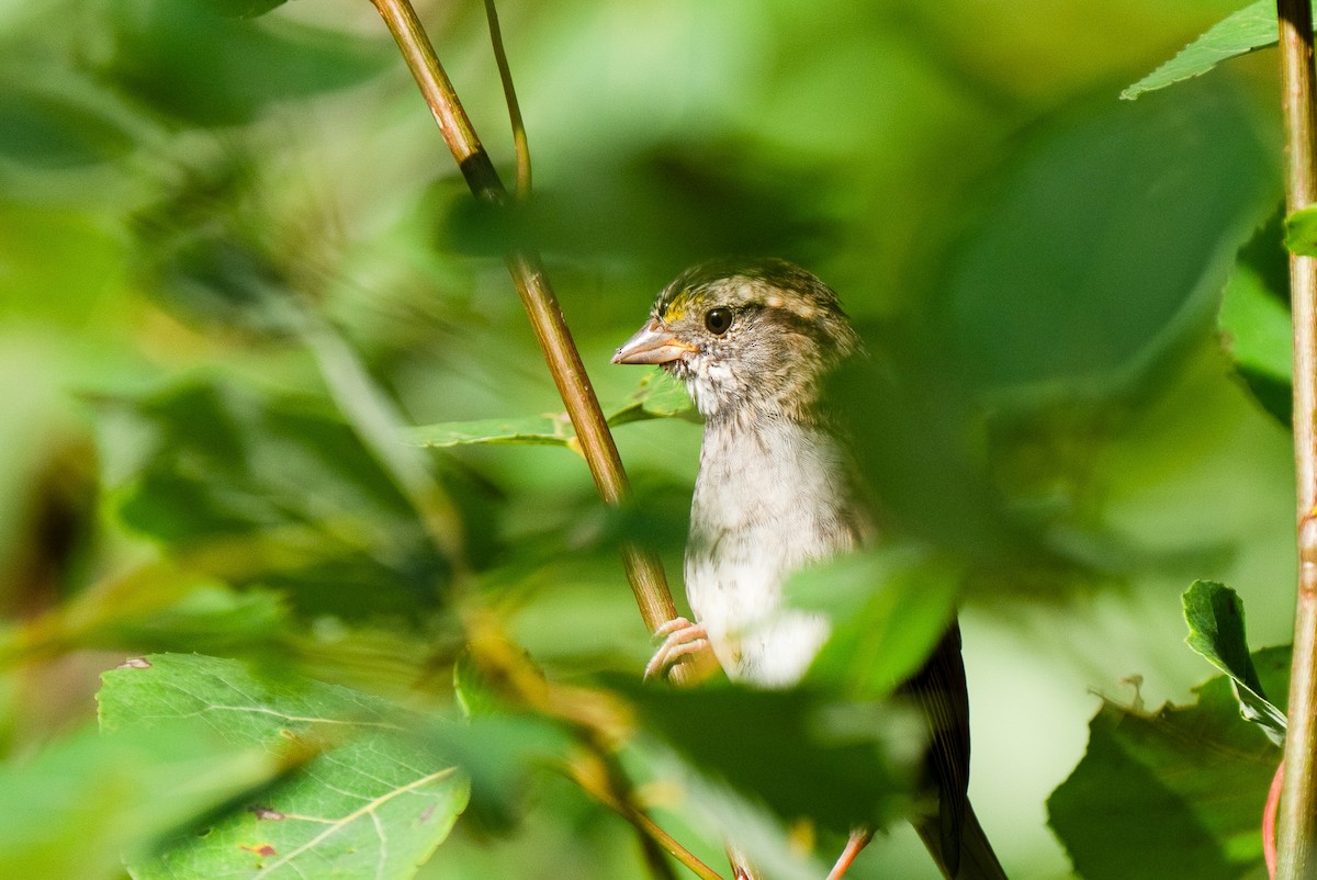 White-throated Sparrow - ML640118586