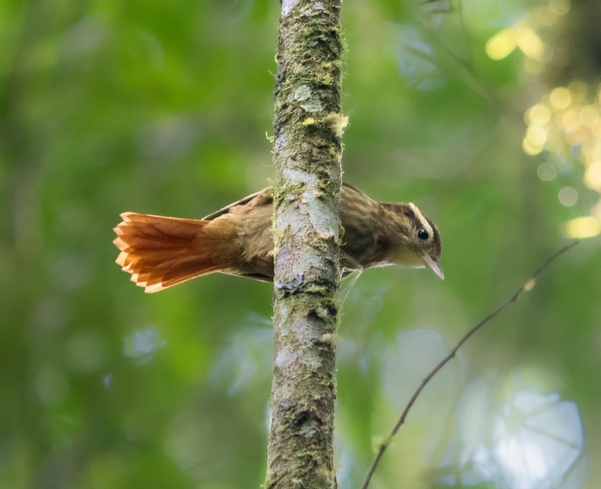 White-browed Foliage-gleaner - ML640118602