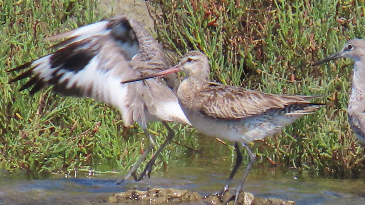Bar-tailed Godwit - ML640118622