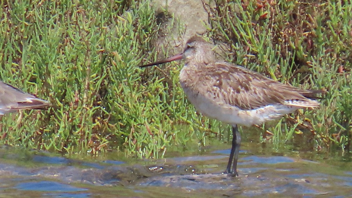 Bar-tailed Godwit - ML640118649