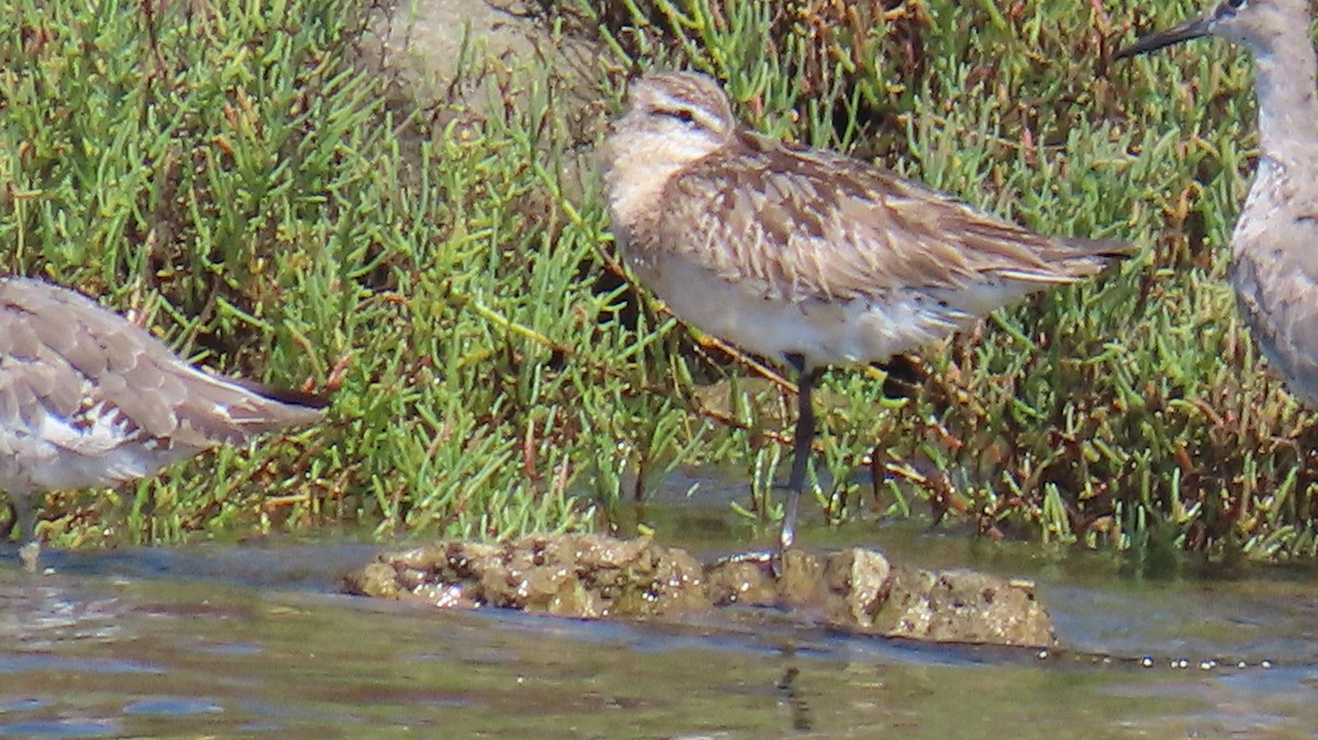 Bar-tailed Godwit - ML640118672